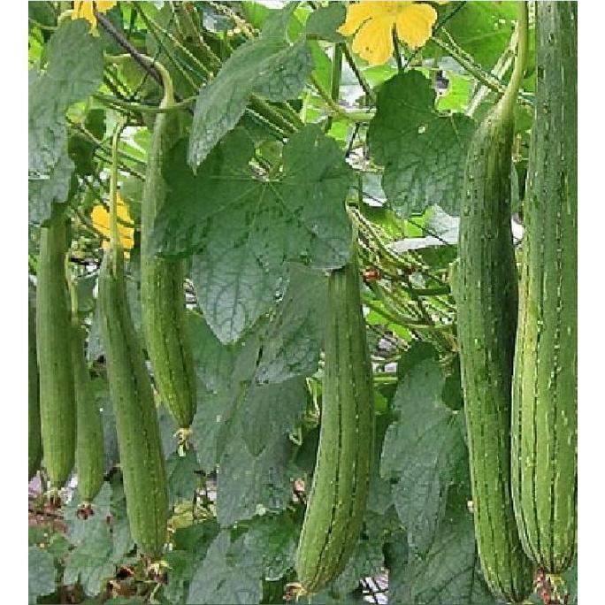 Hạt giống Mướp hương Thái Lan F1 Trái dài CT28 - Gói 10 hạt