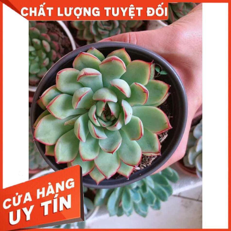 Sen đá viền hồng kèm chậu sứ trắng Nhiều Người Mua