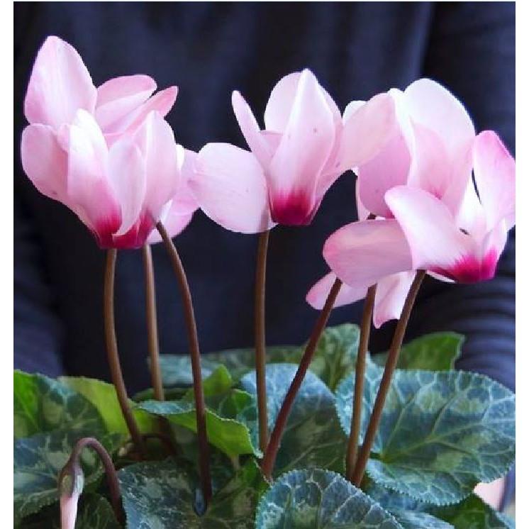 Hạt Giống Hoa Anh Thảo Mix Nhiều Màu - 5 hạt/gói