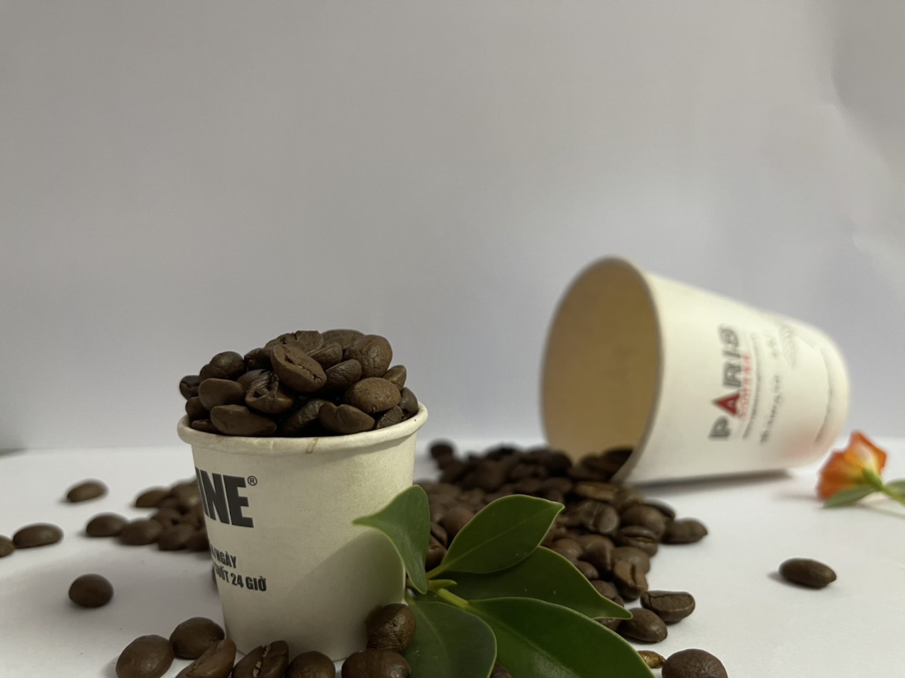 Cà phê hạt Espresso Mario Đích thực - Arabica 100% - Chua thanh, đắng nhẹ, gu nhẹ nhàng