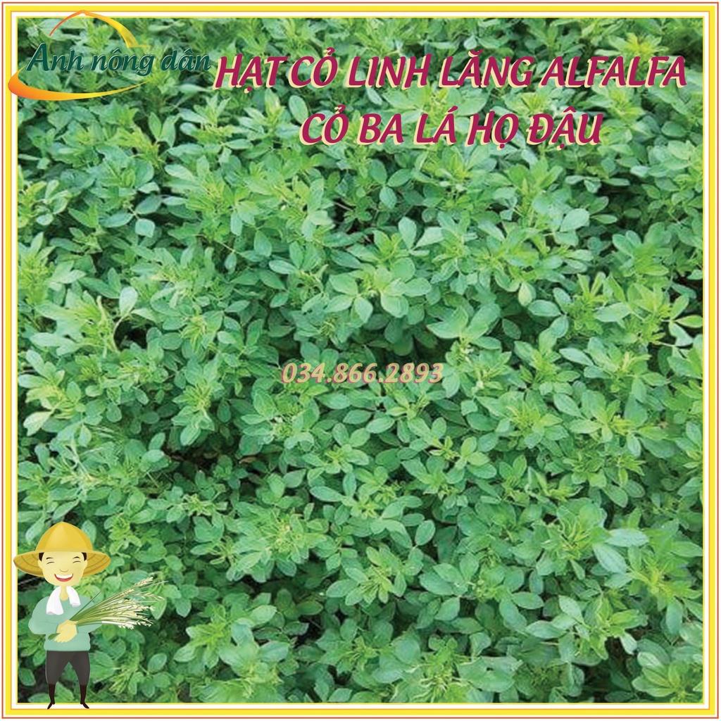 300g Hạt giống cỏ linh lăng Alfalfa - Hạt giống cỏ ba lá họ đậu