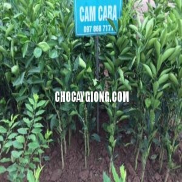 CÂY CAM CARA RUỘT ĐỎ