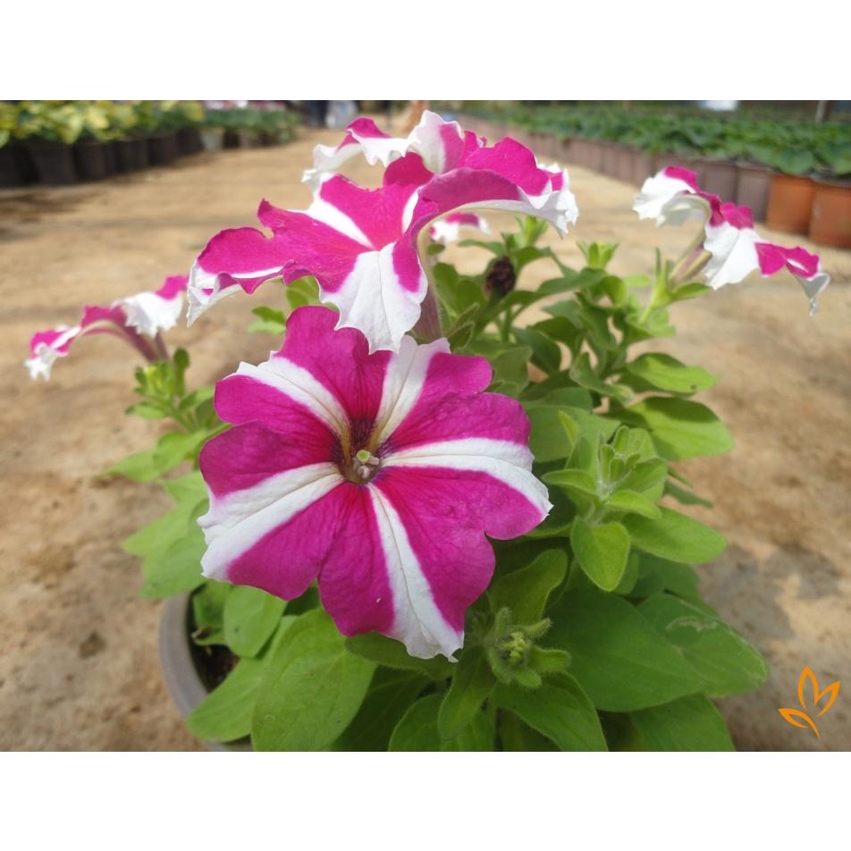 Hạt giống hoa dạ yến thảo sọc mix màu KNS3564 - Gói 50 hạt