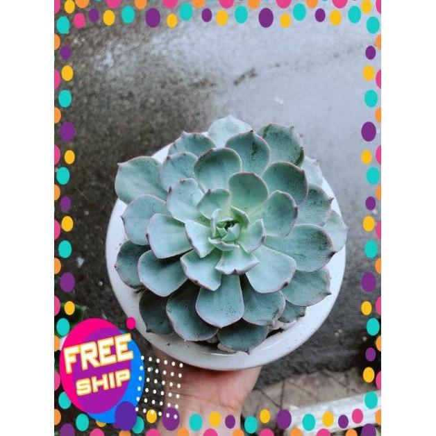 Chậu Sen Đá Hồng Phấn Size Đại