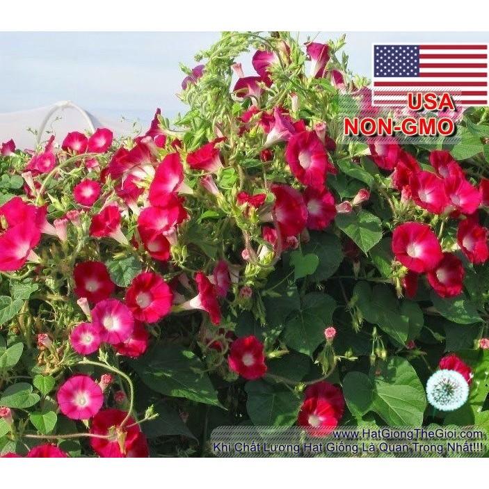 7GR 200.HẠT Hạt Giống Dây Leo Hoa Bìm Bìm Đỏ Scarlet