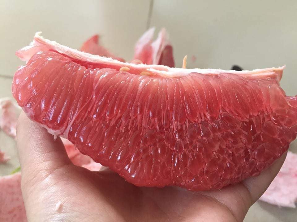 Cây giống bưởi tam hồng Cho Trái Siêu Sớm