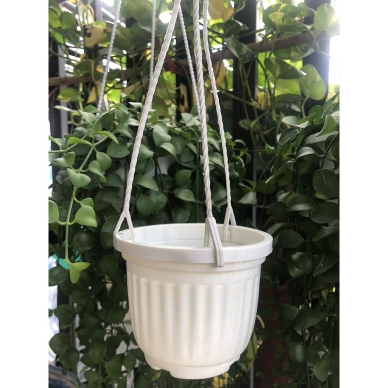 Chậu bí treo 10 chậu kèm dây màu trắng