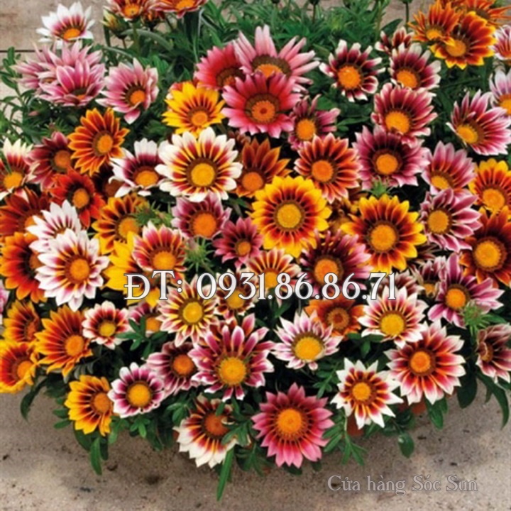 Hạt giống hoa cúc Gazania – Bịch 10 hạt – Mã số 1534