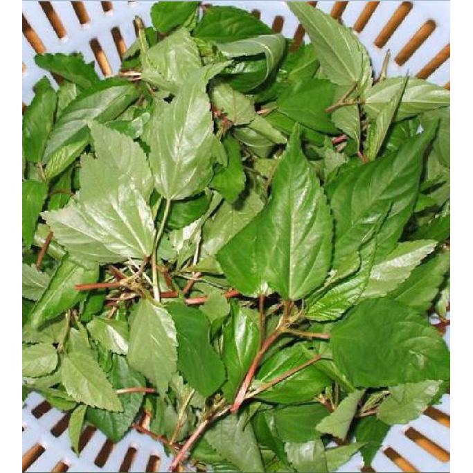 Combo 2 gói hạt giống rau đay đỏ dể trồng f1- gói 20 gram-tặng kèm gói phân bón lót