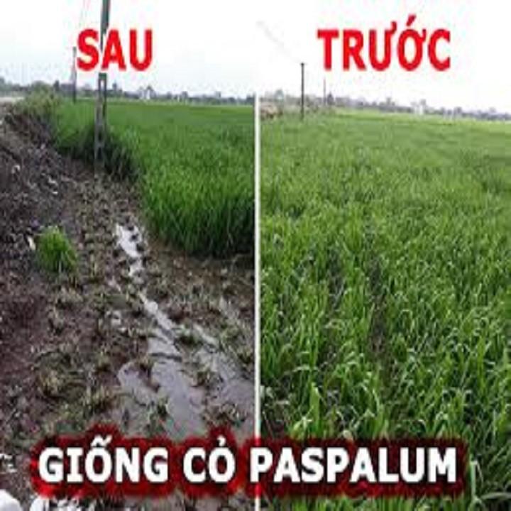 Hạt giống cỏ chịu ngập Paspalum 1kg