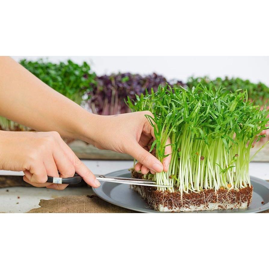Hạt Giống Rau Mầm Cải Ngọt - Ngon Giòn - Gói 50Gr