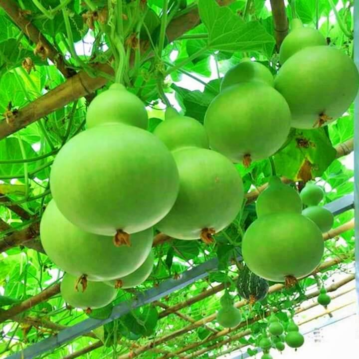 Hạt giống Bầu xị F1 siêu trái - trong gói 20h