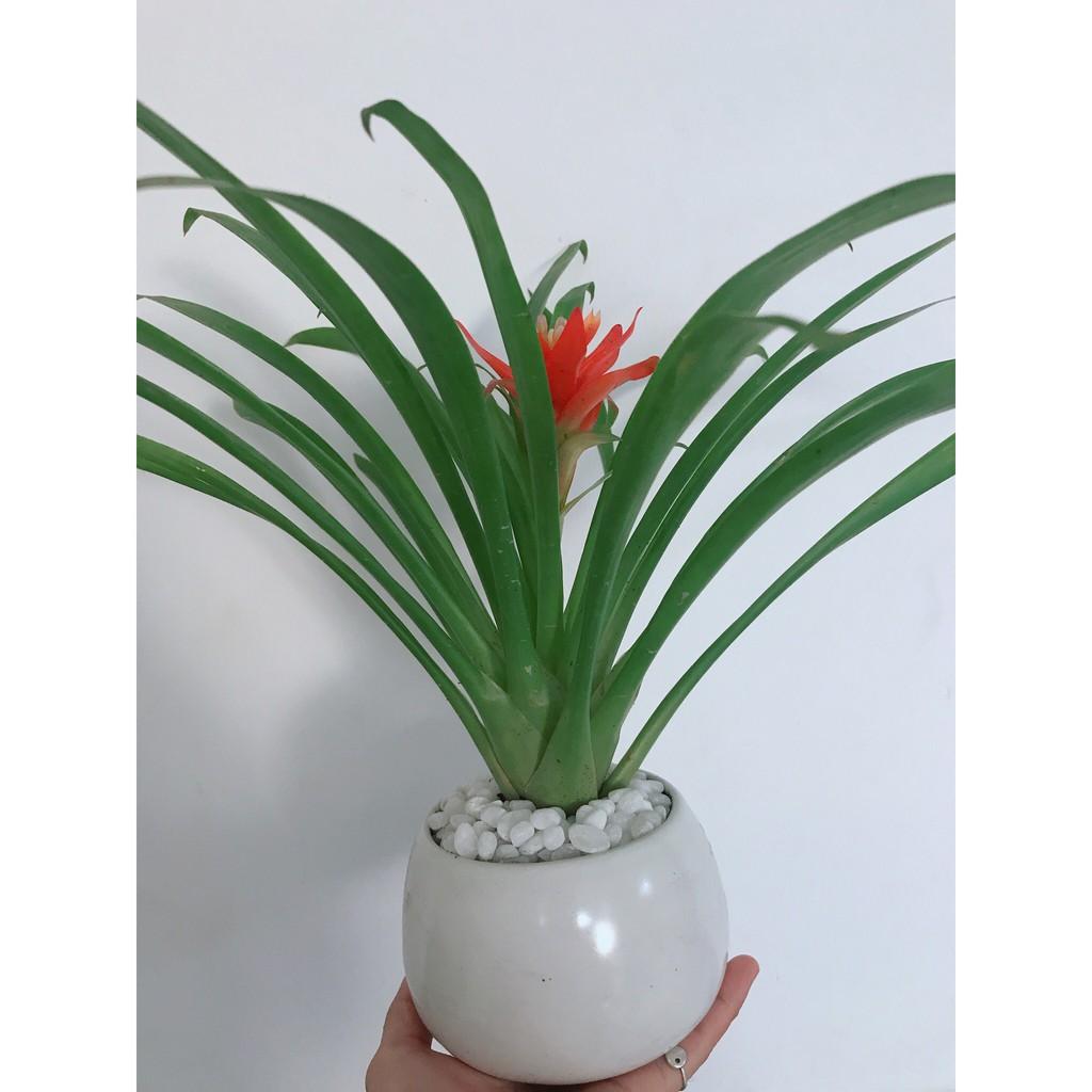 Chậu cây phong lộc hoa