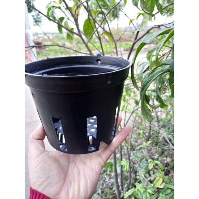 5 Chậu Nhựa Trồng Lan phi 16
