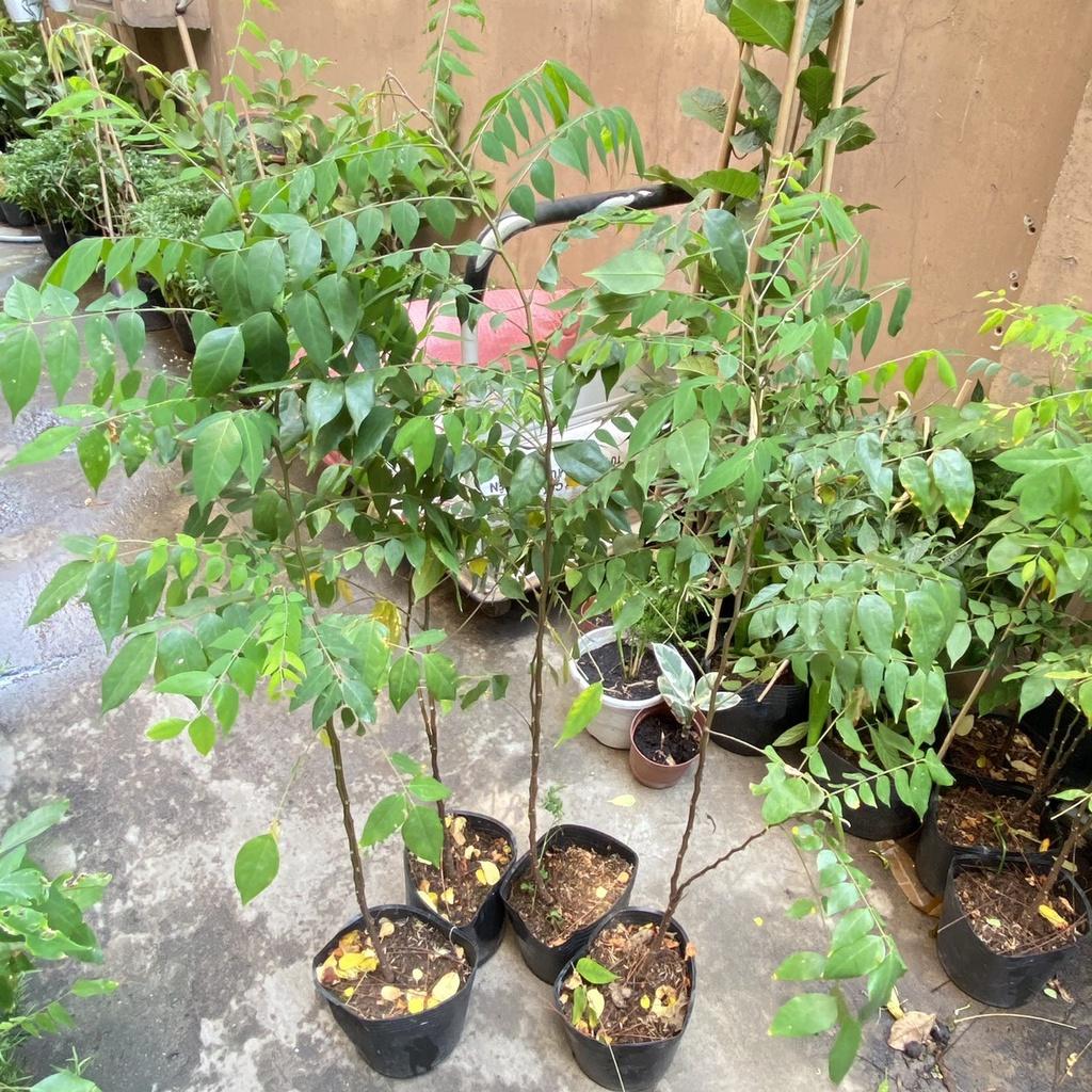 Cây giống khế ngọt - khế chua siêu quả hàng chuẩn F1, năng suất cao, mọng nước