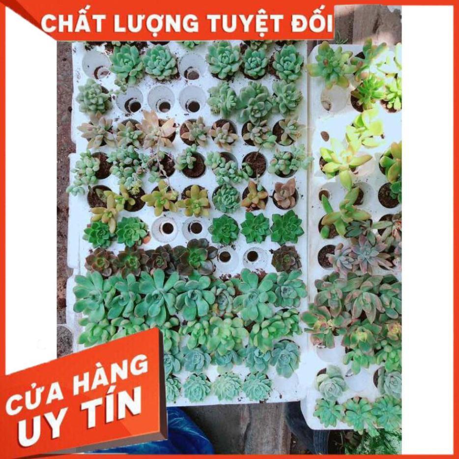 Combo 12 cây sen đá vỉ Nhiều Người Mua