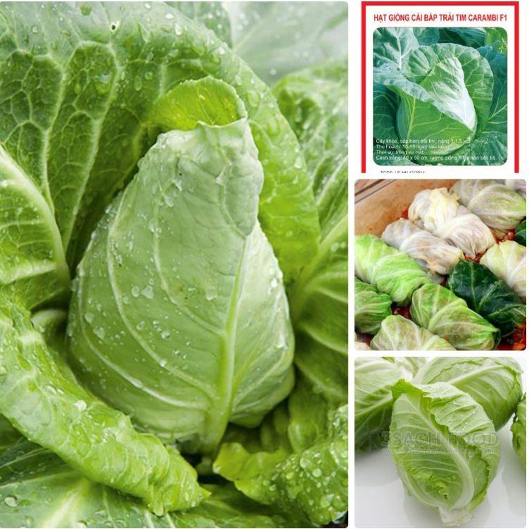 Hạt giống bắp cải xanh trái tim xanh f1-gói 30 hạt-tặng kèm gói phân bón lót