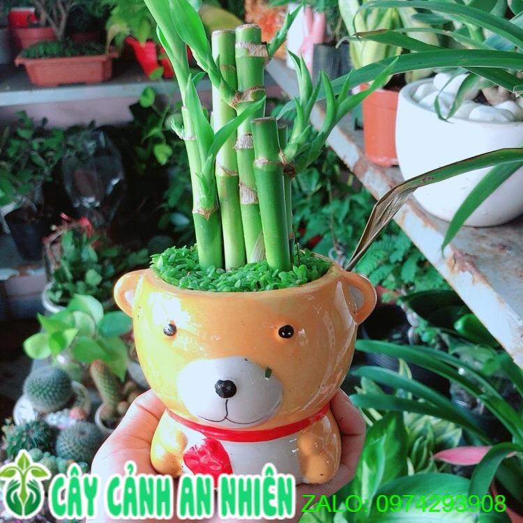 Chậu Trúc Phát Tài