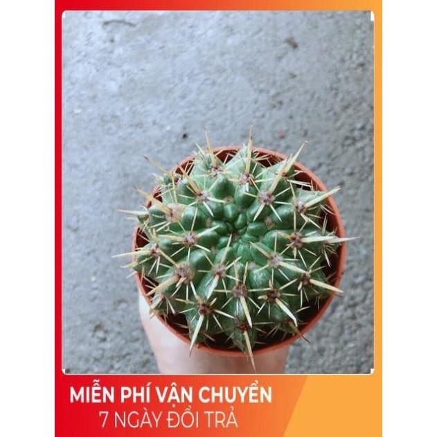 Xương Rồng Trúc Ngọc