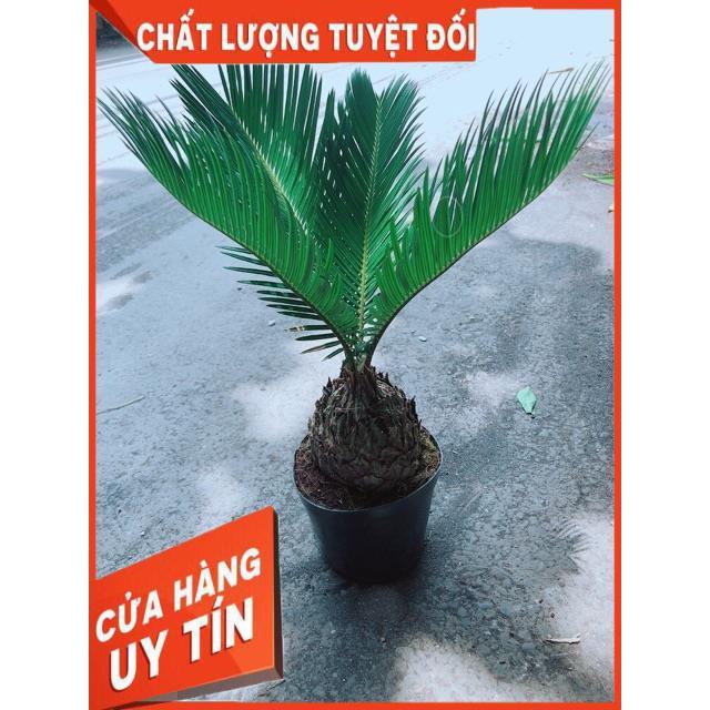 Cây Vạn Tuế