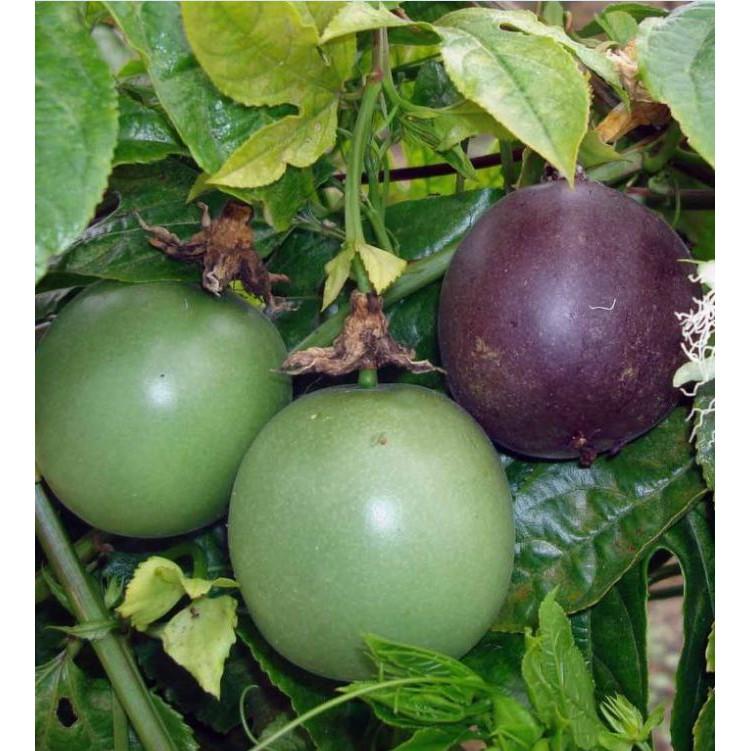 Hạt giống chanh dây leo tím ta - 20 hạt/gói