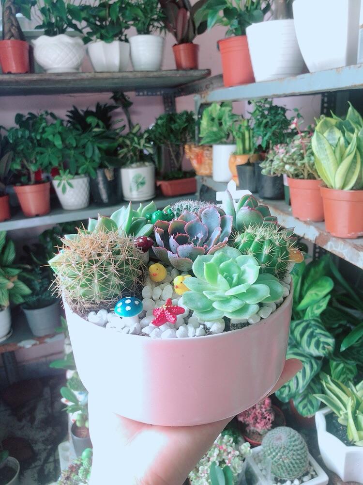 Chậu Sen Đá Xương Rồng Tiểu Cảnh