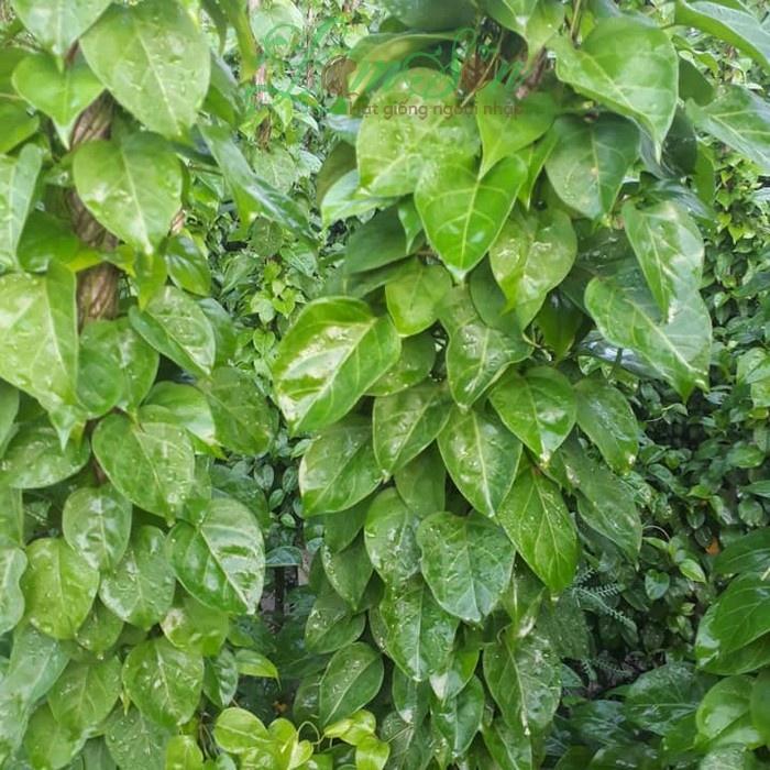 Cây giống cây lá giang nấu canh chua- cây giống bầu ổn định