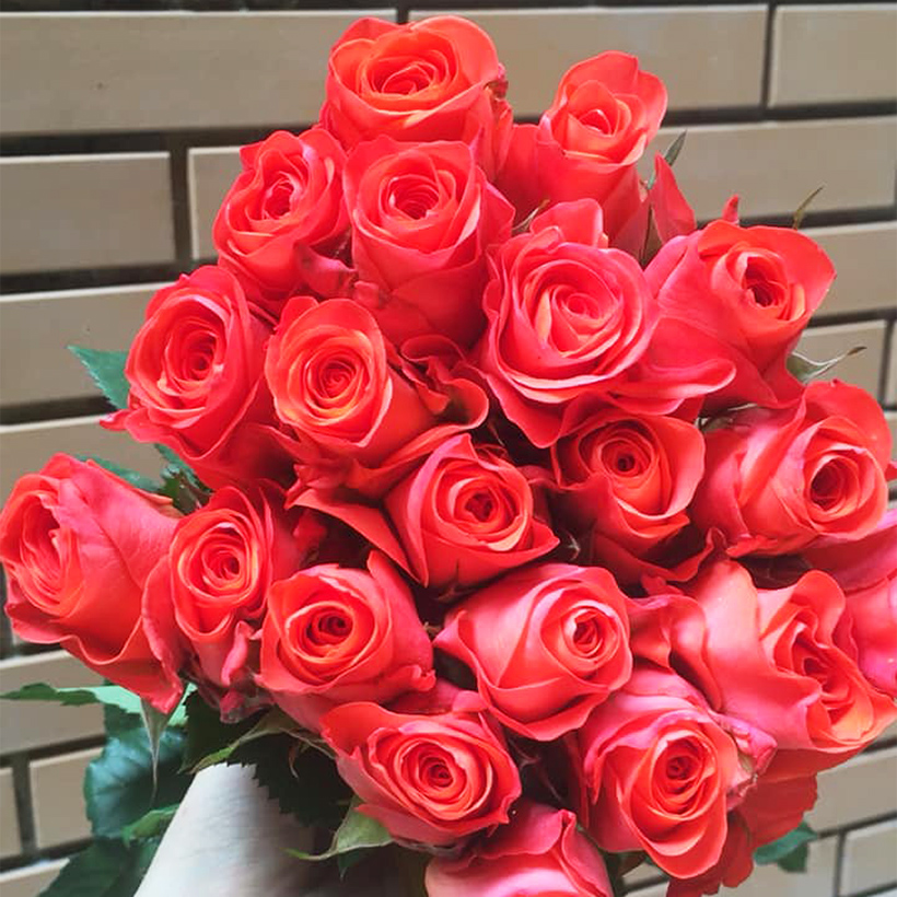 Bột Dưỡng Hoa Hồng Lâu Tàn giúp hoa luôn tươi mới, cánh hoa hồng cứng cáp gấp 2 lần và trong 14 ngày không thối nước hay cắt tỉa gốc hoa