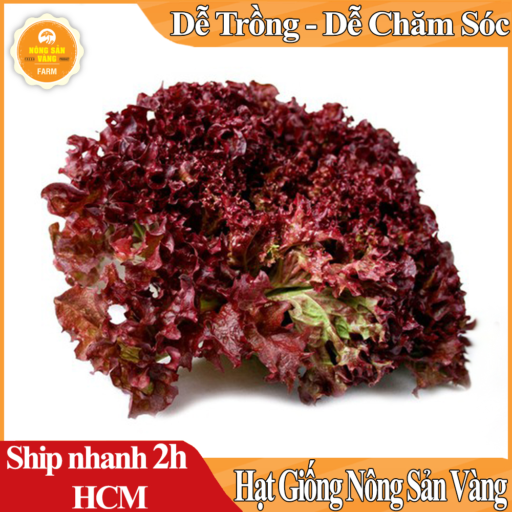 Hạt giống Xà Lách Tím, Là Loại Rau Ăn Sống, Ăn Giòn Và Ngọt, Màu Sắc Đẹp, Năng Suất Cao - Nông Sản Vàng