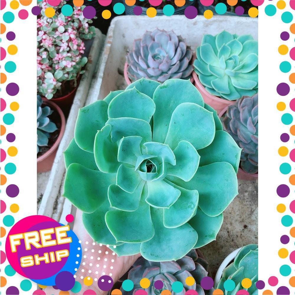 Sen Đá Xanh Đất Size Đại