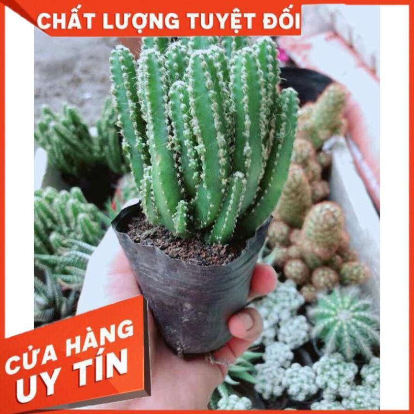 Xương rồng thanh sơn Nhiều Người Mua