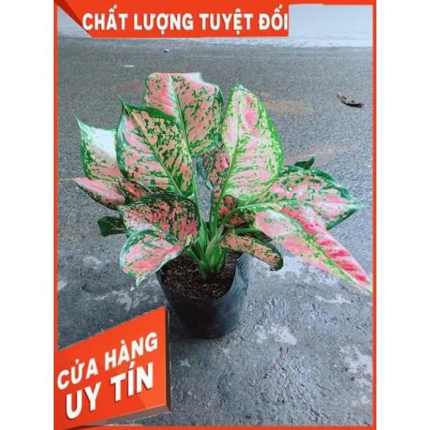 Cây Vạn Lộc