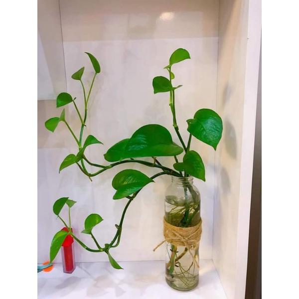 Cây trầu bà Thủy sinh
