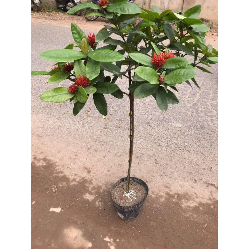 MẪU ĐƠN TA THOÁT THÂN TỪ 60CM