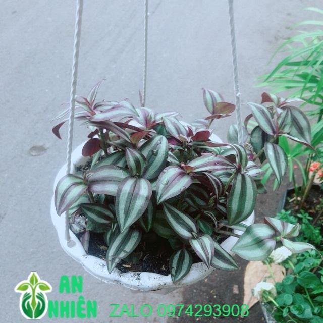 Chậu Cây Thằn Lằn
