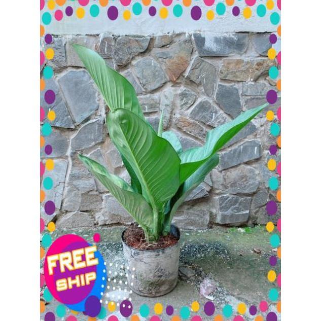 Cây Đại Phú Gia