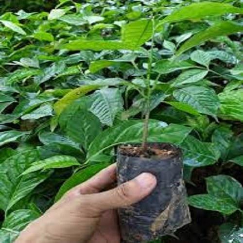 Cây húng vịt, húng rừng, cây chanh chó , cây thái gấu- cây giống