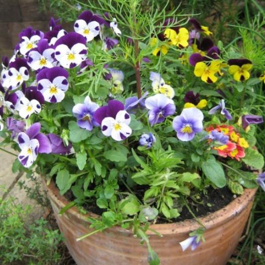 100hạt hoa pansy hoa bướm nhiều màu