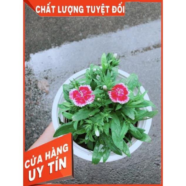 Chậu Hoa Cẩm Chướng