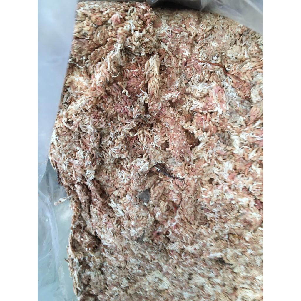 Dớn chi lê con sâu 100gr dùng ươm cây con