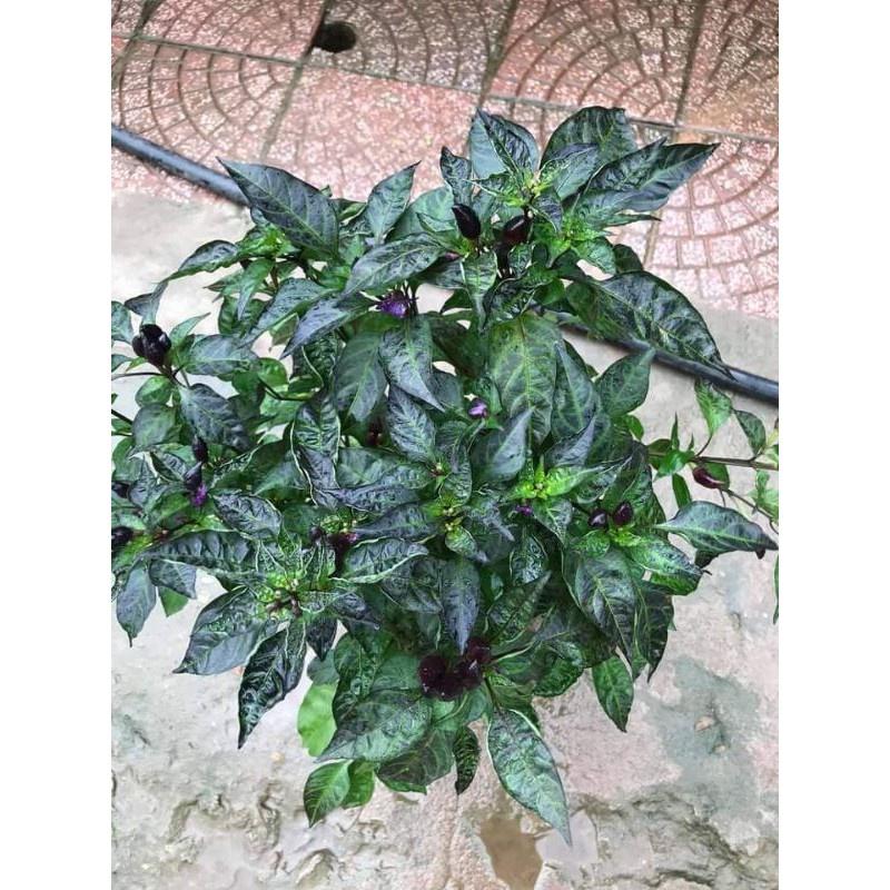 Cây giống ớt tím