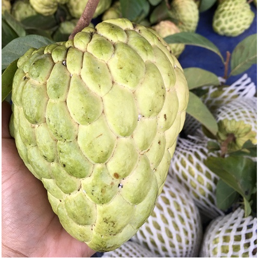 - Na Thái - 1kg
