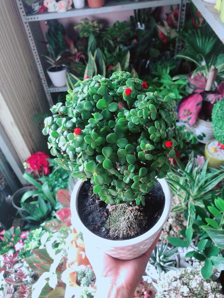 Chậu Cây Cành Vàng Lá Ngọc Thân Cổ Thụ Size Mini Bonsai