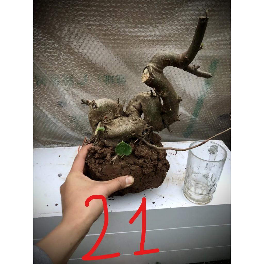 Cây sung bonsai phôi (ảnh thật) đánh số 1-20