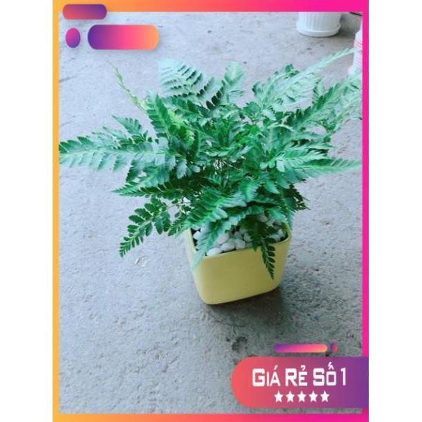 Chậu Cây Dương Sỉ Kiểng