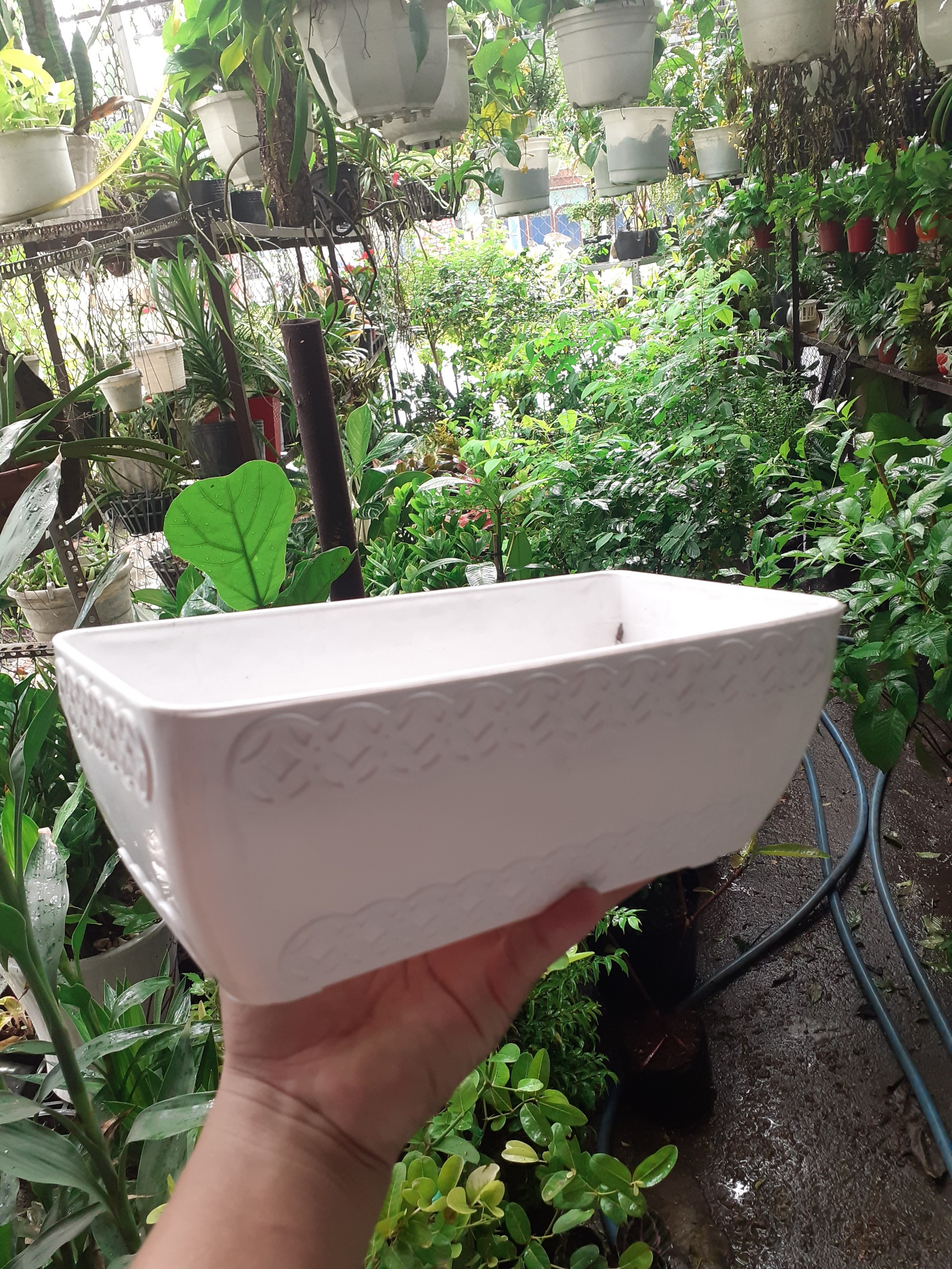 1 Cái chậu nhựa trồng cây hình chữ nhật đồng tiền
