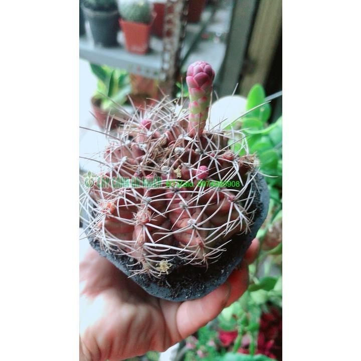 Cây Xương Rồng