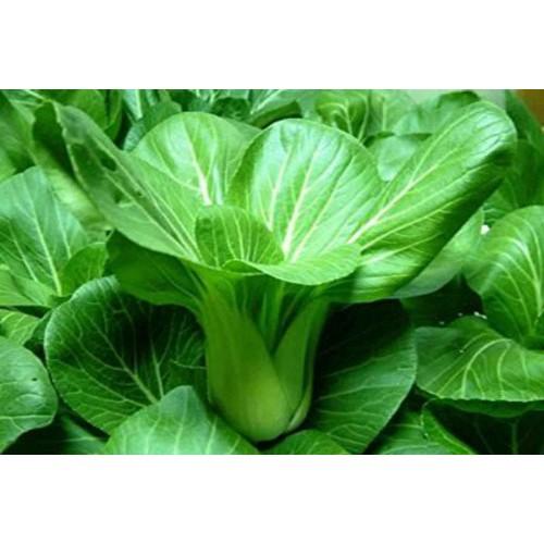 Hạt Giống Cải Thìa 20Gr- Trồng Rau Xanh Rau Sạch Bằng Đất Sạch, Mùn Dừa Và Phân Hữu Cơ - Phú Nông