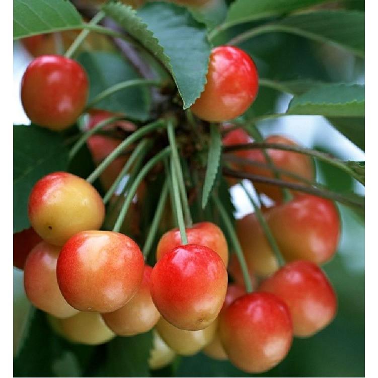 Hạt giống cây ăn trái cherry đỏ - 10 hạt/Kèm 1 gói kích thích ươm hạt