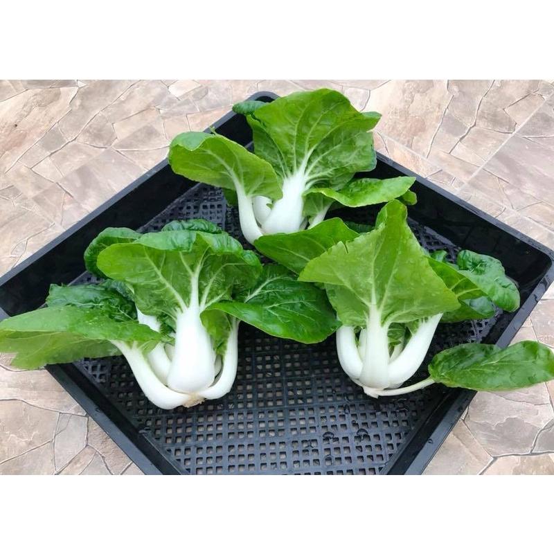 Combo 9 gói hạt giống rau cải ăn mầm